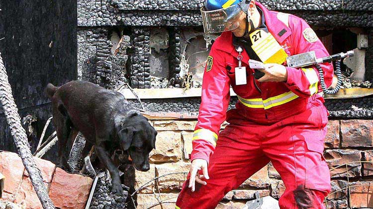 Arson dogs help sniff out the facts about suspicious fires
