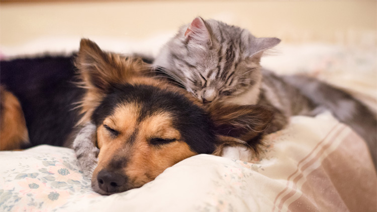 Dog and cat sleeping.