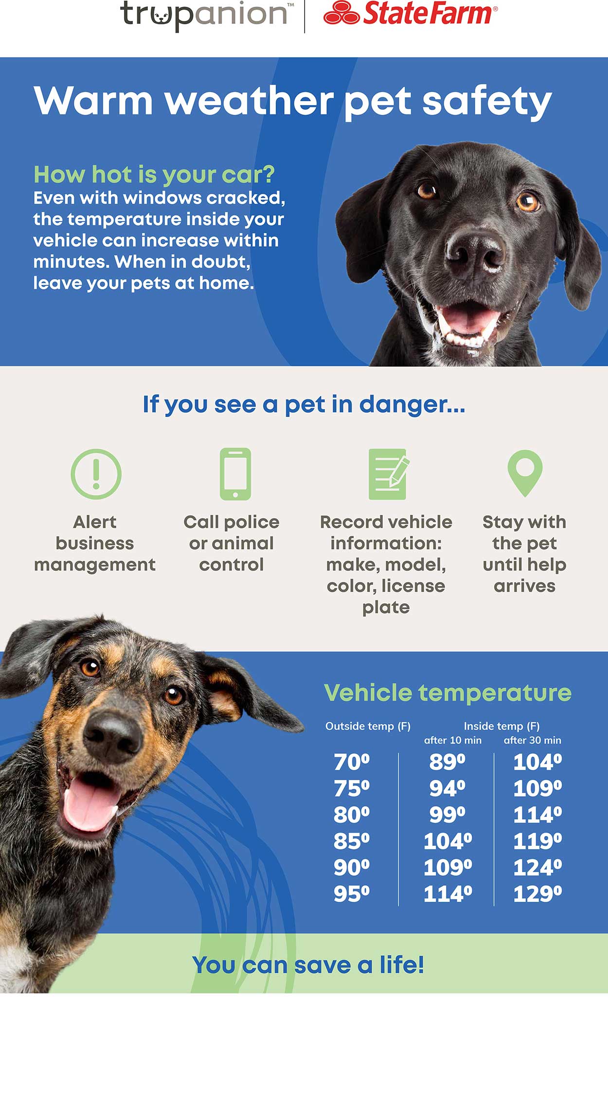 Pets in hot cars infographic