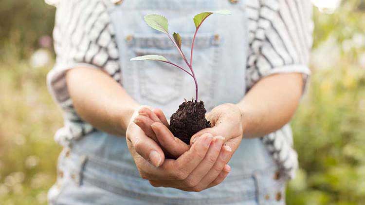 Person holding a tree seedling.