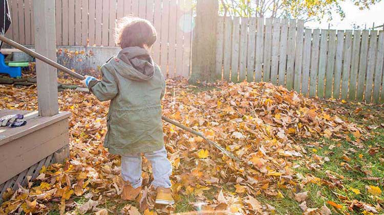 Small boy helping with Fall yard maintenance by raking leaves.