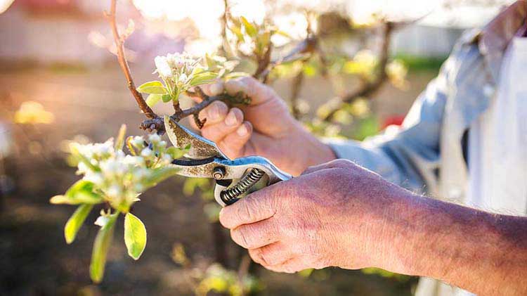 A man pruning new growth from a bush.