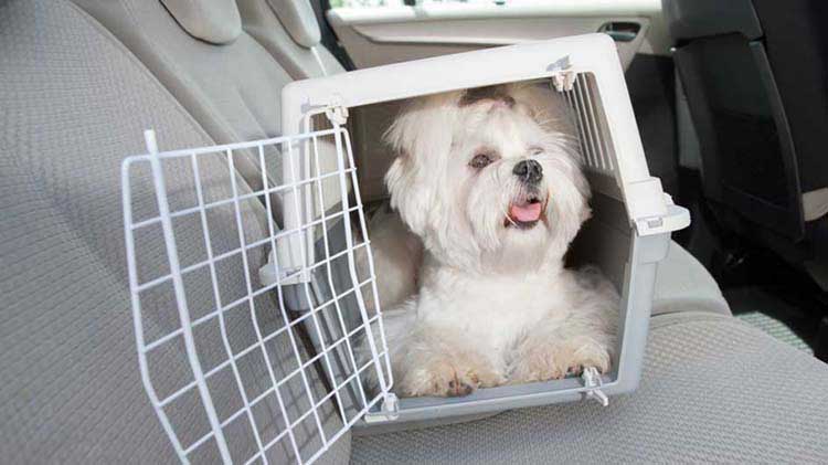 Cómo manejar de forma segura con mascotas en el carro - State Farm®