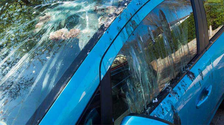 Blue car covered with bird droppings causing the owner to wonder how to keep the birds away from his house.