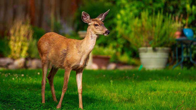 How to Get Rid of Nuisance Deer