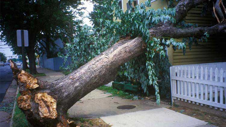 Uprooted tree that fell across a sidewalk