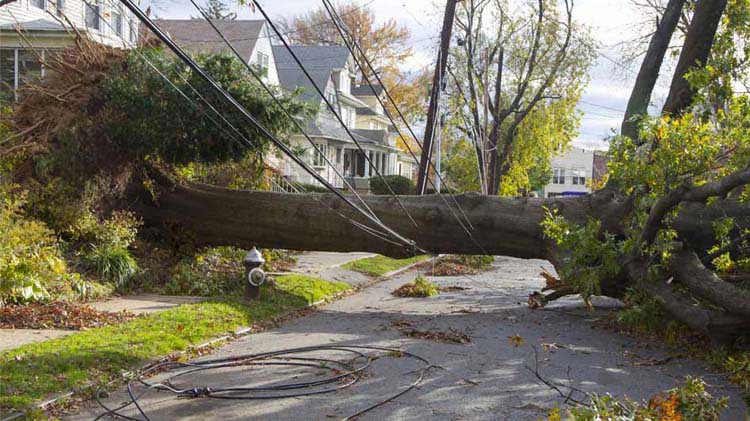 Downed tree that took out power lines.