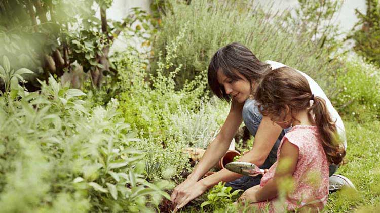 Mother and daughter planting garden plants.