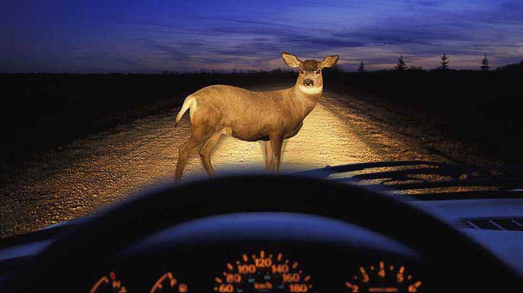 Immediate Steps To Take If You Hit A Deer With Your Car