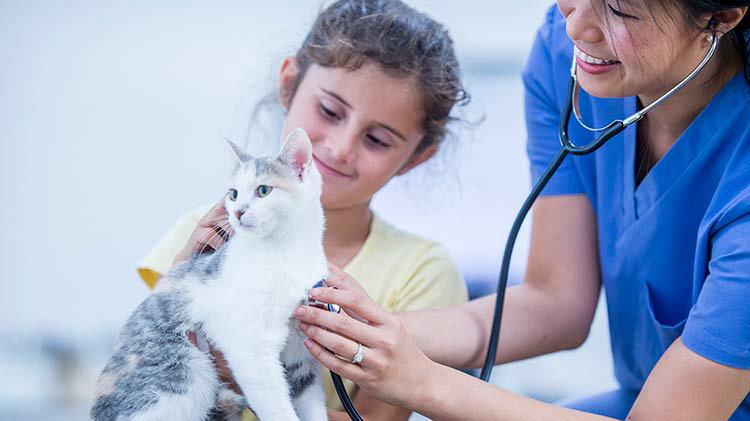 Why Your Cat Needs Health Insurance