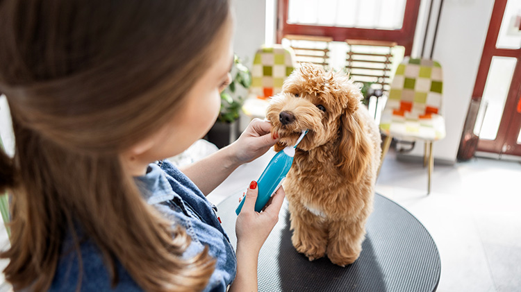 Dog getting dental treatment in the dog grooming salon.
