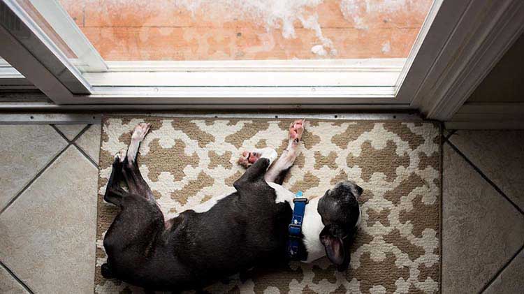 Dog laying on rug in front of door.