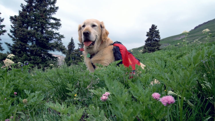 Safety Tips for Camping and Hiking With Your Dog