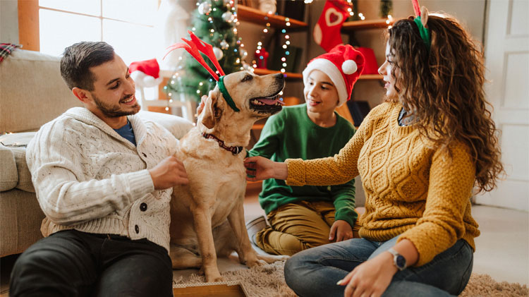 Happy paw-lidays! 8 unique gifts for dogs and cats