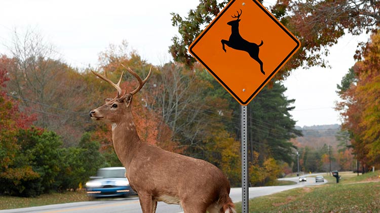 Deer about to cross a busy road.