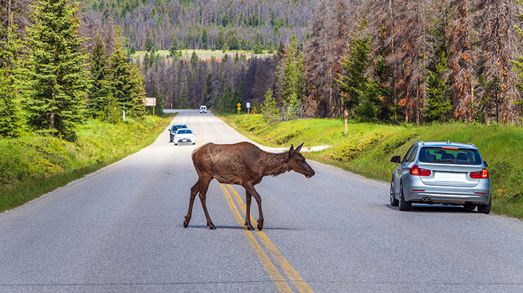 Cars stop while a young moose crosses the road.