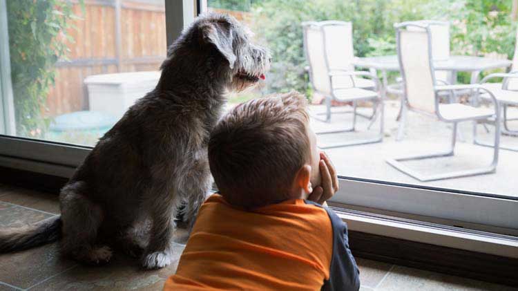 A boy and his dog look out the window