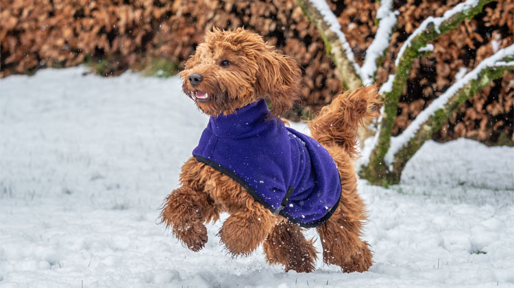 Dog playing in the snow while keeping warm in a winter jacket.
