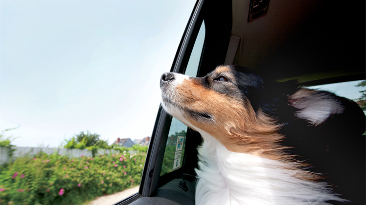 Dog's head hanging out the car window.