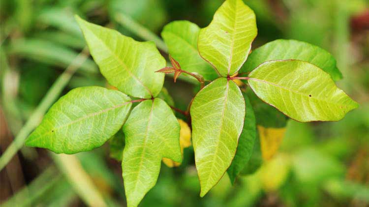 How to Identify Poisonous Plants