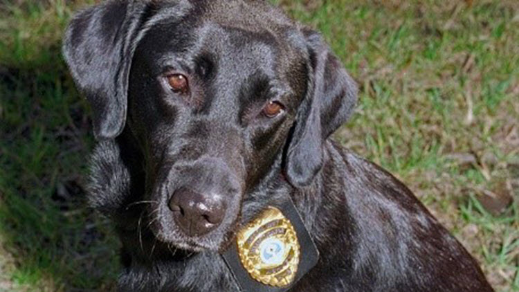 Black service dog with a badge.