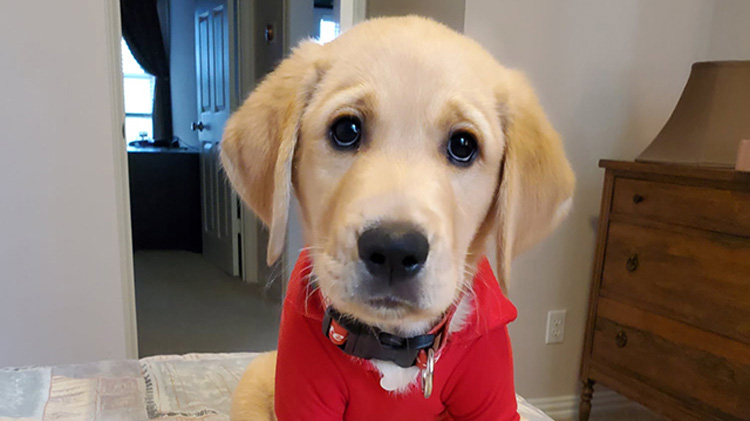 A golden retriever puppy with a red State Farm shirt.