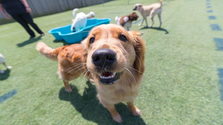 Dog playing outside in the summer.