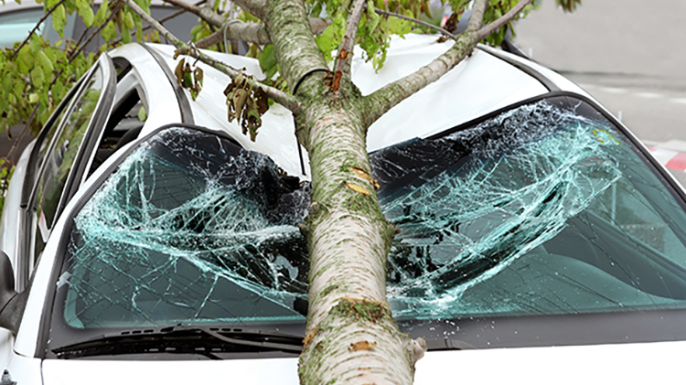 A fallen tree rests in the middle of a smashed roof and windshield of a white four-door car.