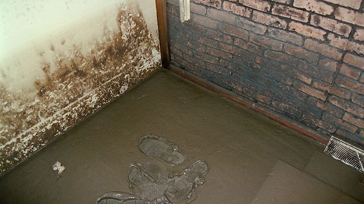 Household mold on walls of a basement.