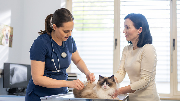 Veterinarian examines a cat while the pet owner assists in holding her cat still.