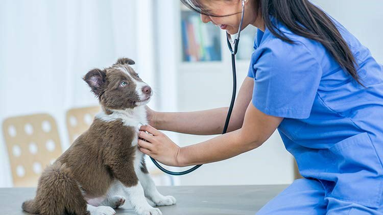 Dog Health Insurance 