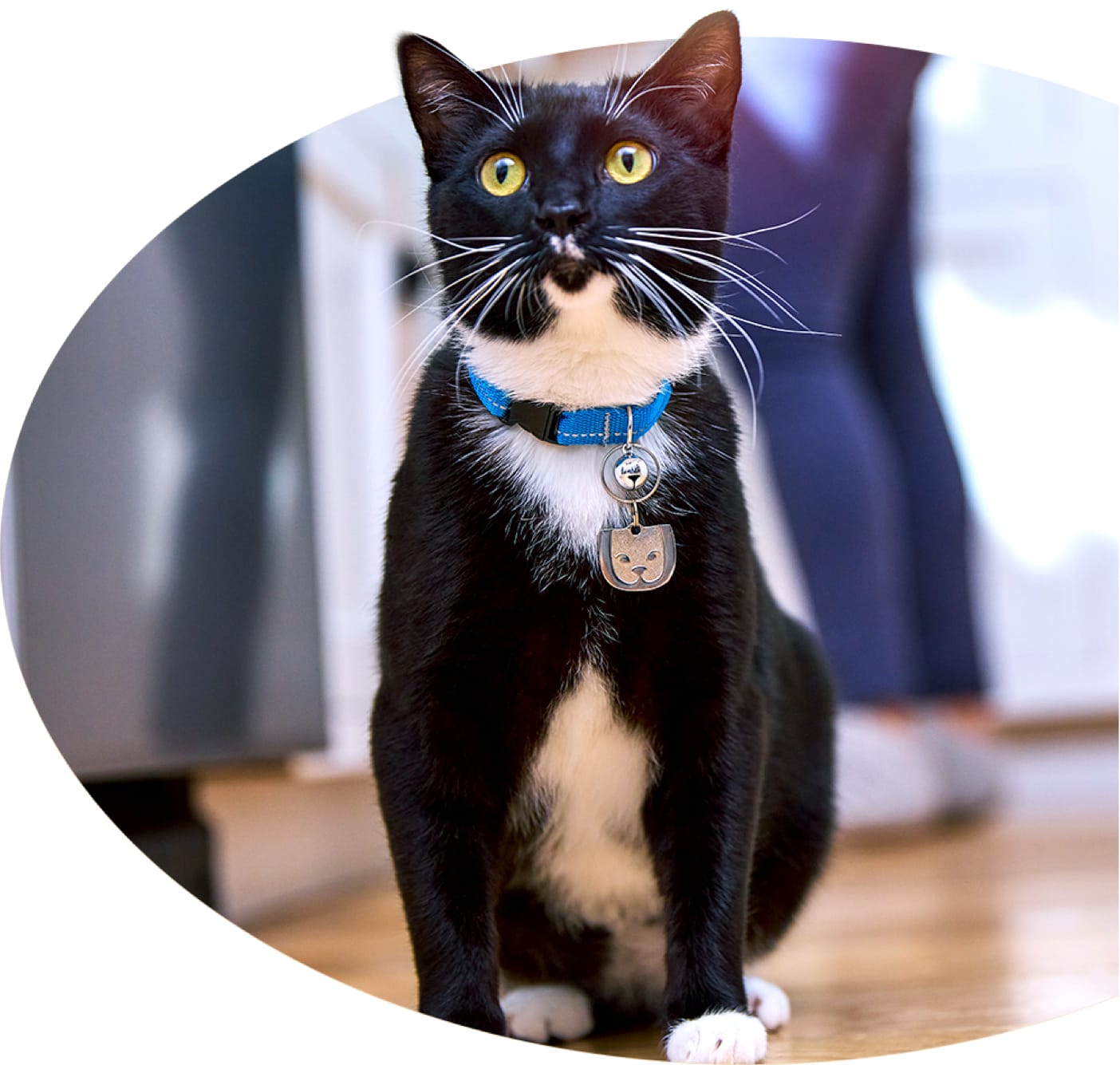 A Tuxedo cat with a blue a collar waits expectedly for your next move.