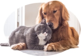 A cat cuddles with his canine roommate.