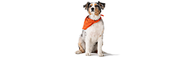 A dog with an orange neckerchief.